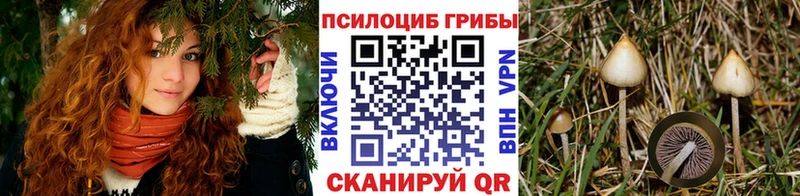 Псилоцибиновые грибы Psilocybe  Черногорск 
